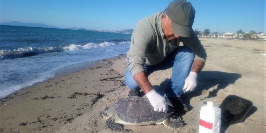 Kuşadası sahilinde nadir görülen deniz canlıları ölü olarak bulundu