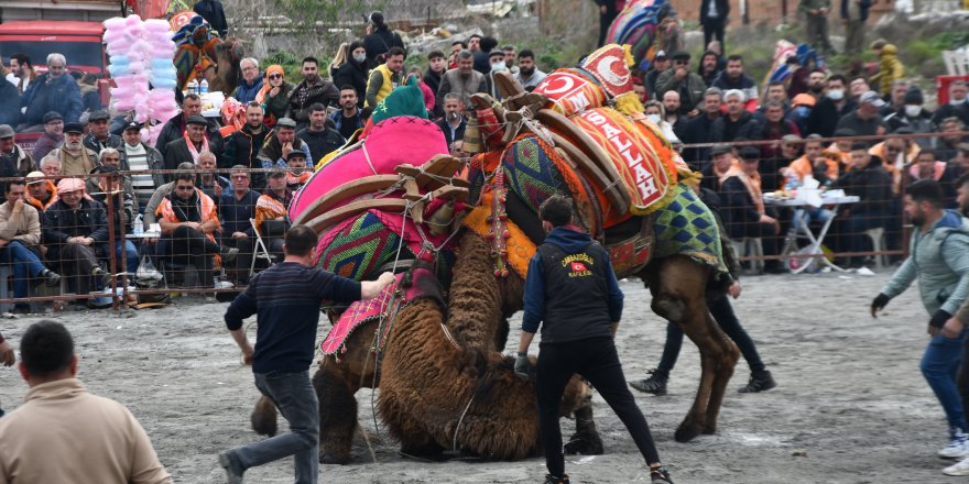 Söke 7. Geleneksel Deve Güreşi Festivali yoğun ilgi gördü