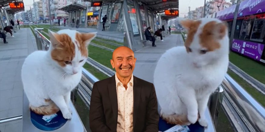 Kedi videolu şova vatandaştan cevap gecikmedi