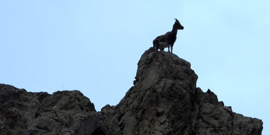 Artvin’de yer çekimine meydan okuyan dağ keçileri görüntülendi