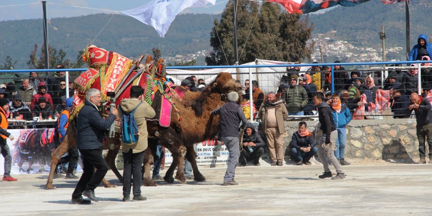 Bodrum'da develer kıyasıya mücadele etti