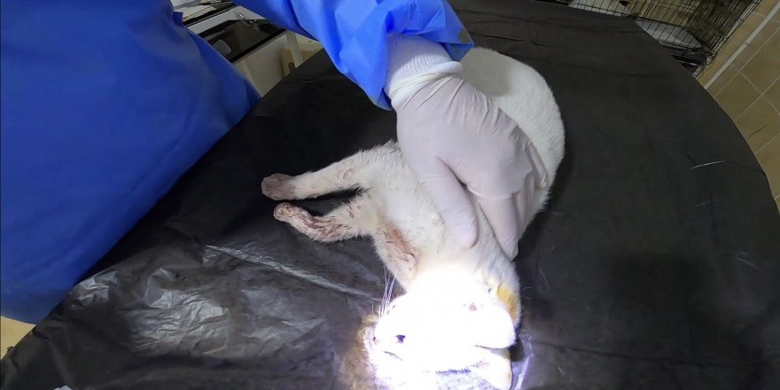 Arabanın çarptığı hamile kedi ameliyat edildi