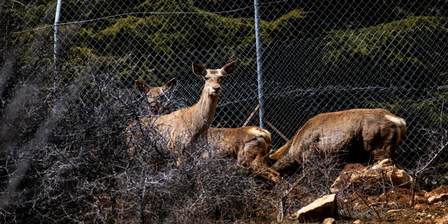 Spil Dağı'na kızıl geyik salındı