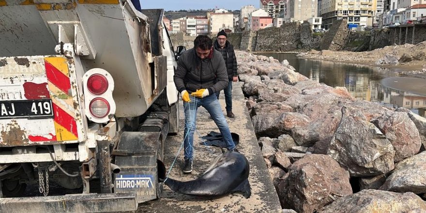 Sinop’ta ölü yunuslar kıyıya vurdu