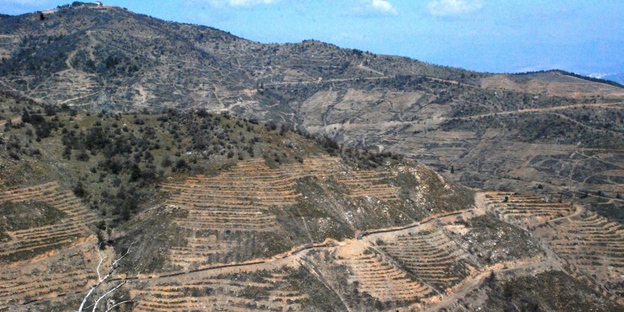 Yangında küle dönen Tırazlı’da “yeşil mutluluk”