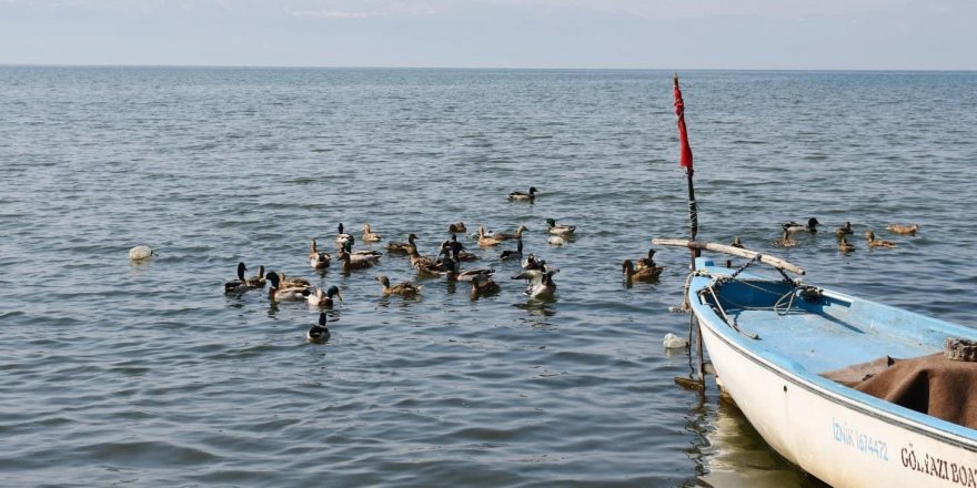 İznik Gölü'nde kaçak avcılardan kurtarılan 56 ördek artık özgür