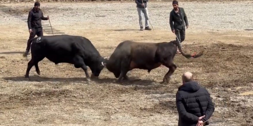 Geleneksel 27. Sarıgöl Boğa Güreşleri başladı