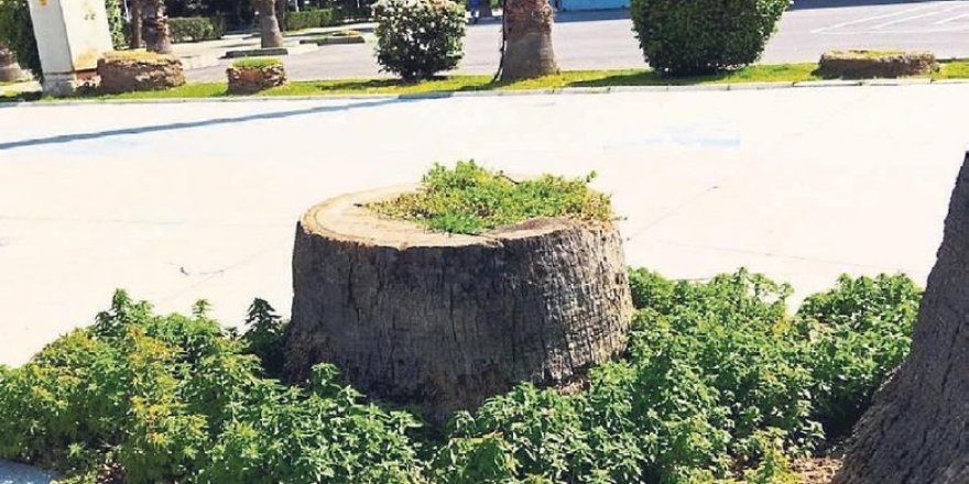 Kültürpark’ta kuruyan 72 palmiye daha kesildi