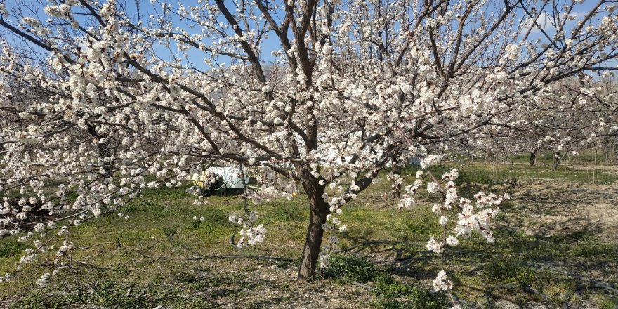 Elazığ’da badem ve kayısı ağaçları çiçek açtı