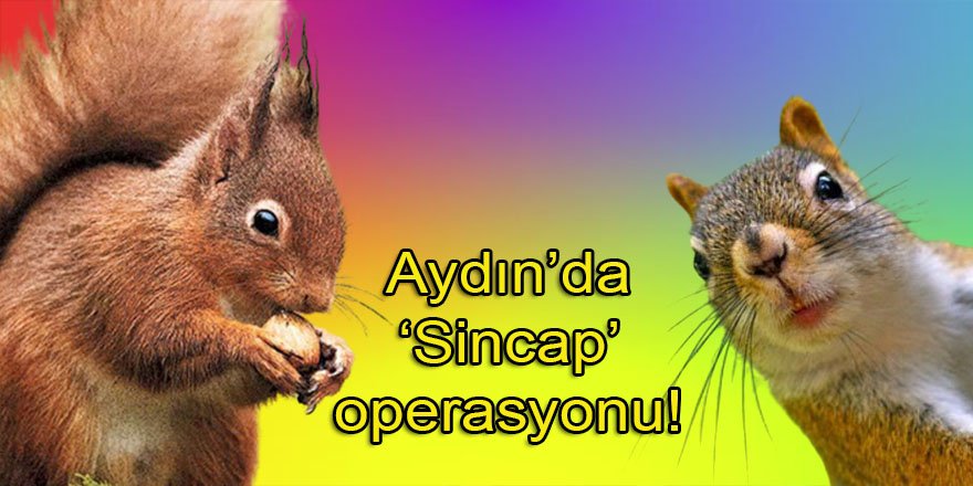 Aydın’da sincap operasyonu!