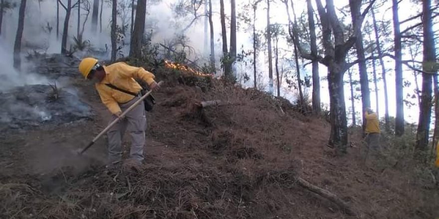 Meksika’da orman yangınlarıyla mücadele devam ediyor