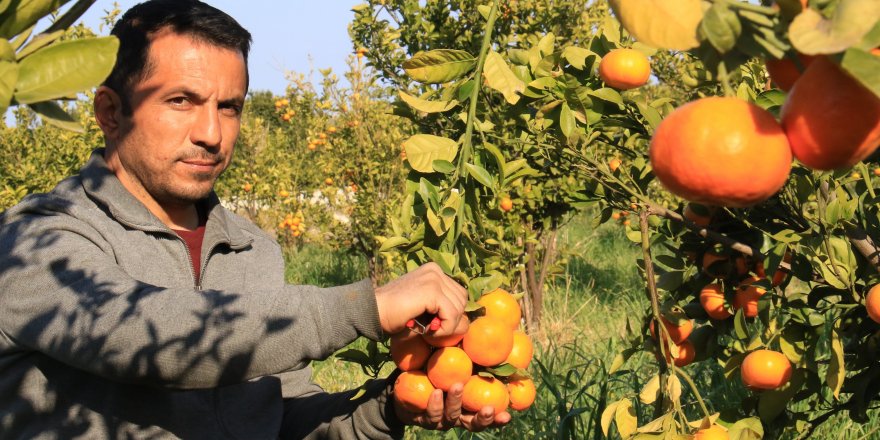 Turunçgilde sezonu uzatacak mandalina çeşidi geliştirildi, hasat başladı