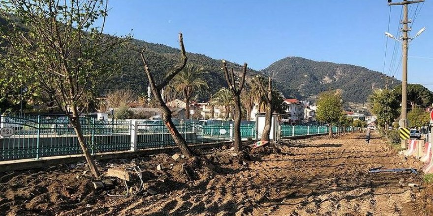 Bir ağaç katliamı da Fethiye'de! CHP'li belediye uzmanları dinlemedi