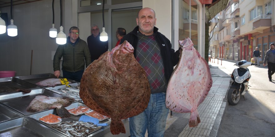 Sinop'ta balıkçıların ağlarına dev kalkan balıkları takıldı