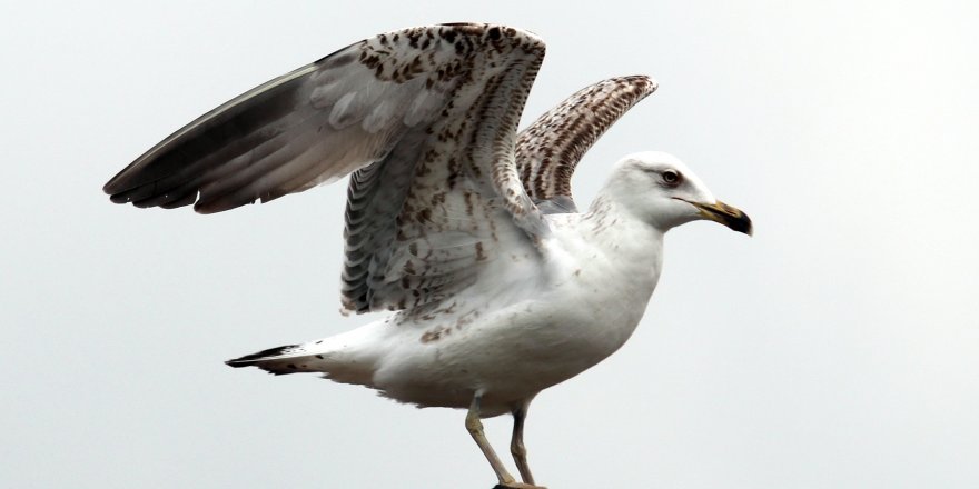 Martıdan kartal pozu