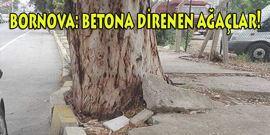 Bornova'nın betona 'direnen' ağaçları!