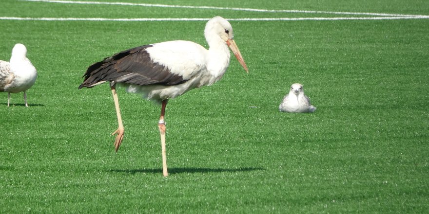 Bu leylek futbol sahasında martıların arasında dinlenmeyi yeğledi