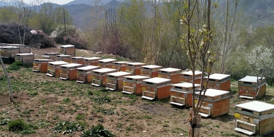 Iğdır'da arı kovanı hırsızlığı: 1 kişi tutuklandı
