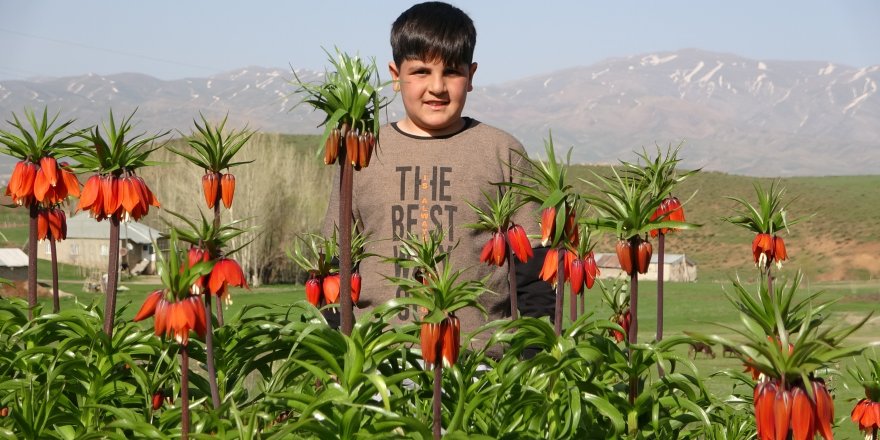 Yüksekova'da ters laleler kendine hayran bıraktı