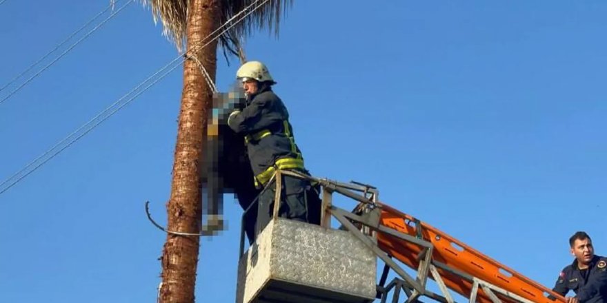 Budamak için çıktığı palmiye ağacında hayatını kaybetti