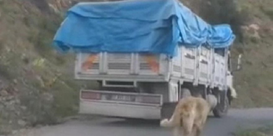 Köpeğini zincirle kamyonuna bağlayıp yolculuk yaptı