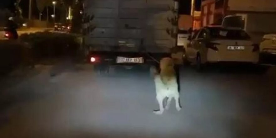 Köpeği kamyonun arkasına bağlayan sürücüye 196 lira para cezası