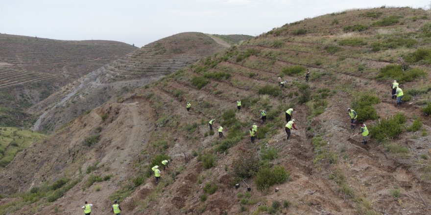 Hatay’da orman yangınlarında zarar gören alanlara 1 milyon 200 bin fidan dikildi