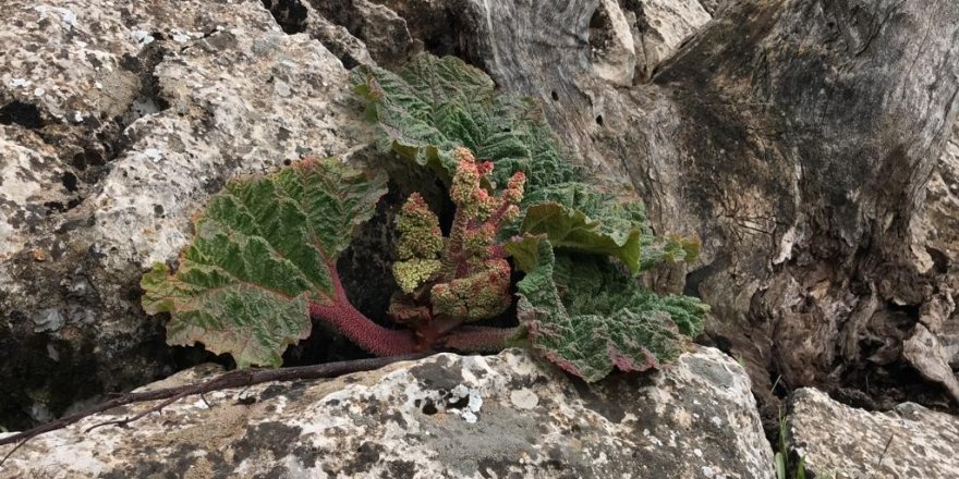 Yayla muzu olarak tabir edilen ışkın bitkisi için 2 bin rakıma tırmanıyorlar