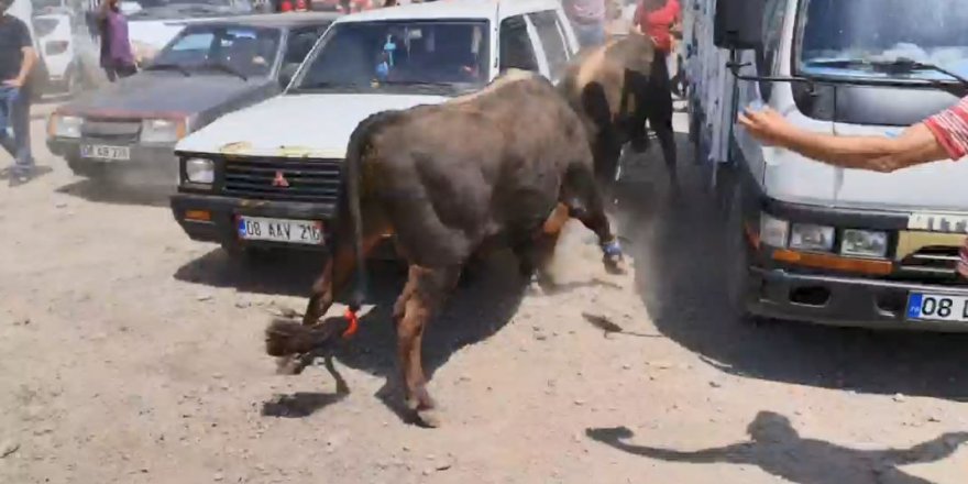 Artvin’de boğalar arenaya sığmadı, park halindeki bazı araçlar zarar gördü