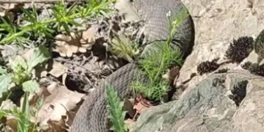 Elazığ'da dev yılan paniği