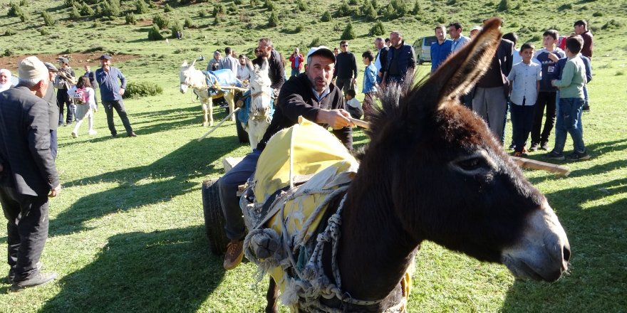 Van’da ‘Eşek Arabası' yarışması