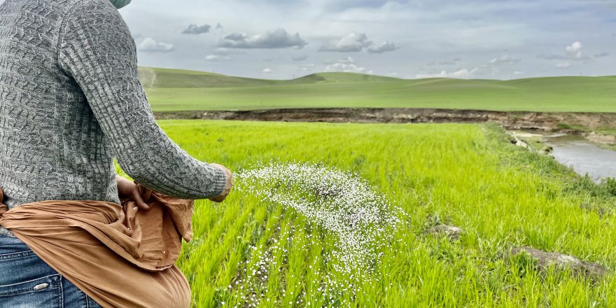 Ağrı’da yağışlar etkili oldu, çiftçi eski usul elle gübrelemeye döndü