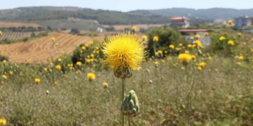 Kuşadası'nda 17 kök 'tülüşah' korumaya alındı