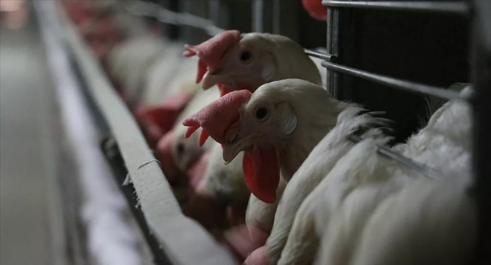 Japonya’da kuş gribi alarmı: 410 bin tavuk öldürülecek