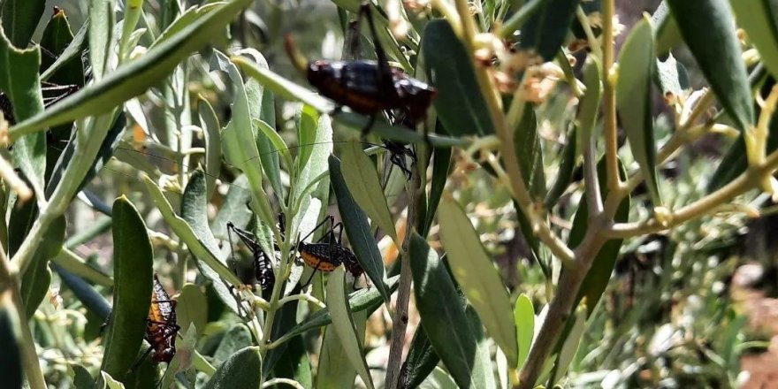 Karacasu'da zeytin ağaçlarını çekirgeler istila etti