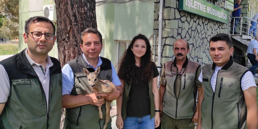 Manisa'da ormancıların bitkin halde bulduğu yavru karaca beslenip doğaya salındı