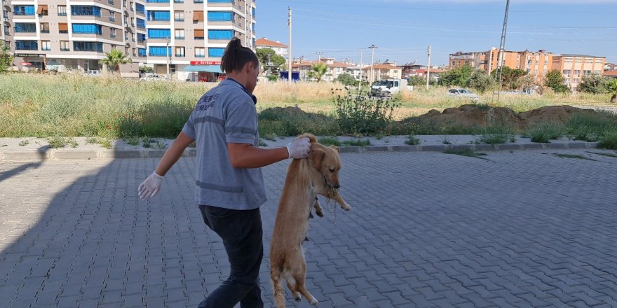 İzmir'de zehirlenen kedi ve köpekler telef oldu