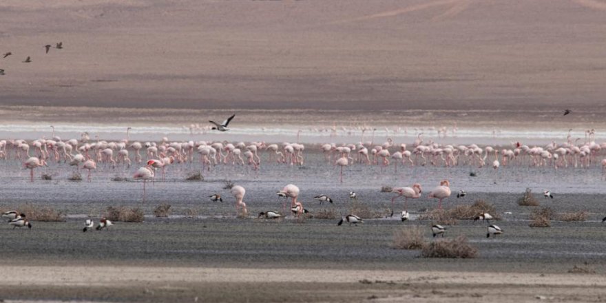 Düden Gölü’ndeki flamingo sayısı düştü