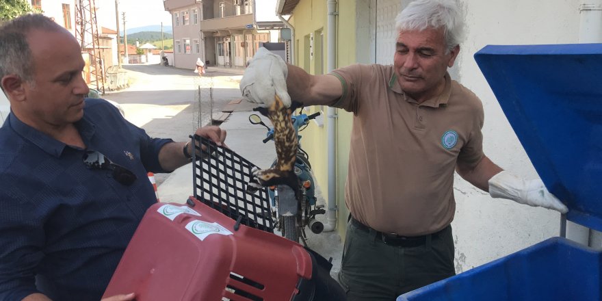 Nesli tükenmekte olan ‘alaca sansar’ yavrularıyla köye indi