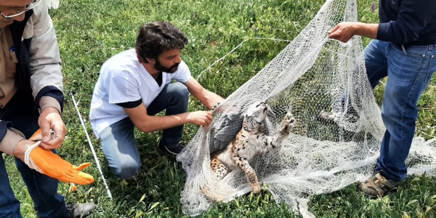 Tavuk kümesine gelen vaşak, balıkçı ağıyla yakalandı