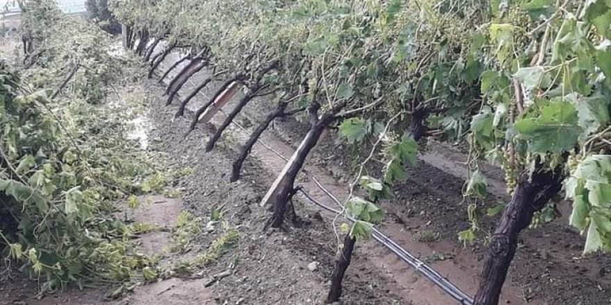 Manisa’da şiddetli dolu yağışı bağlarda zarara yol açtı