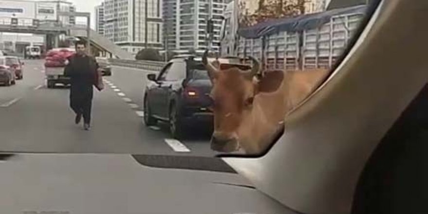 E-5 Karayolu'na çıkan inekler trafiği karıştırdı