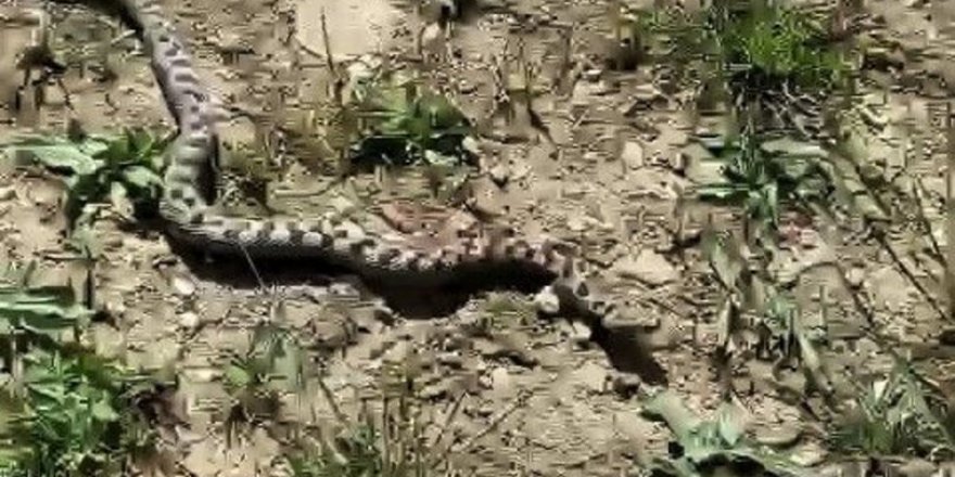 Zehirli engerek yılanı doğaya salındı