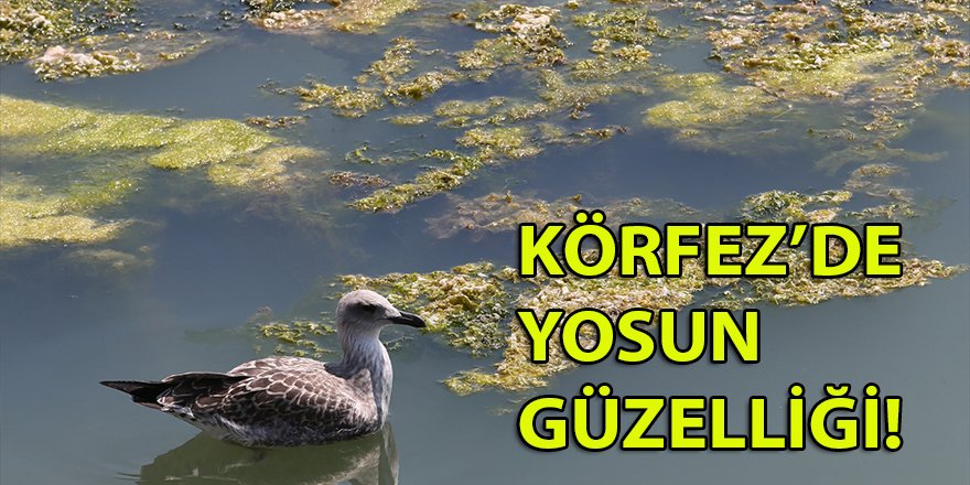 İzmir'de Bostanlı sahilinde yosun tabakası oluştu