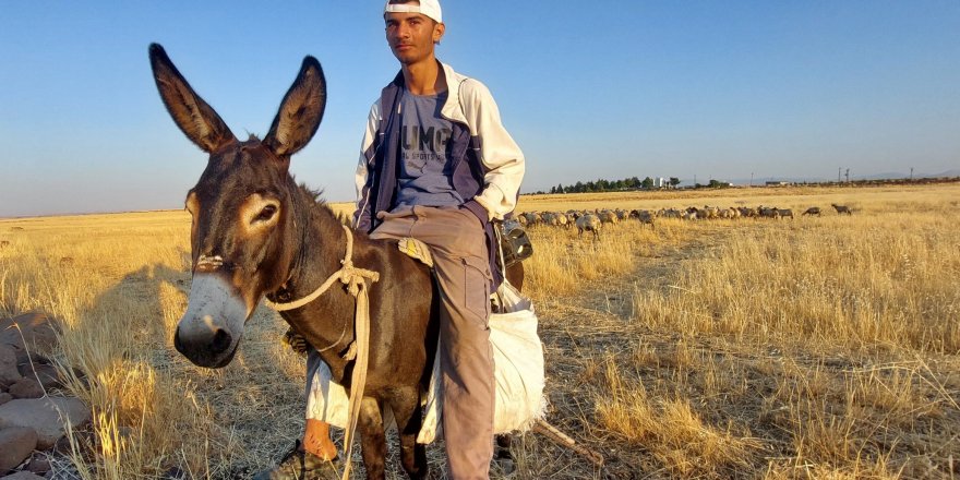 Bayramı da koyunlarla geçiriyorlar