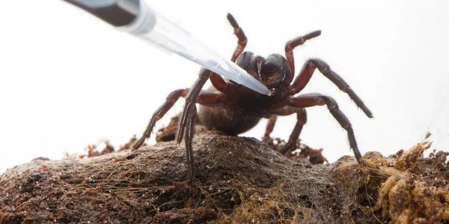 Avustralya’da örümcek zehrinden kalp krizi ilacı geliştirildi