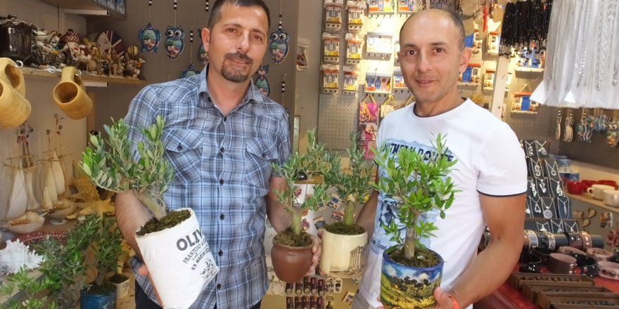 Balıkesir’de bodur zeytin ağaçları hediyelikler arasına girdi