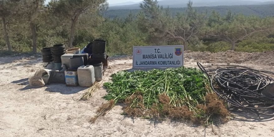 Ormana ektiği kenevirleri sularken yakalandı