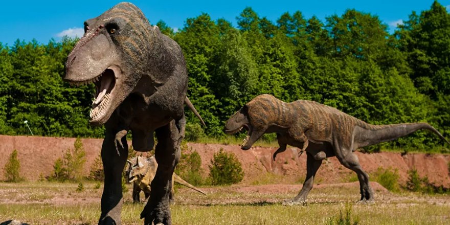 Güney Kore'de bir dinozora ait olduğu düşünülen fosil bulundu