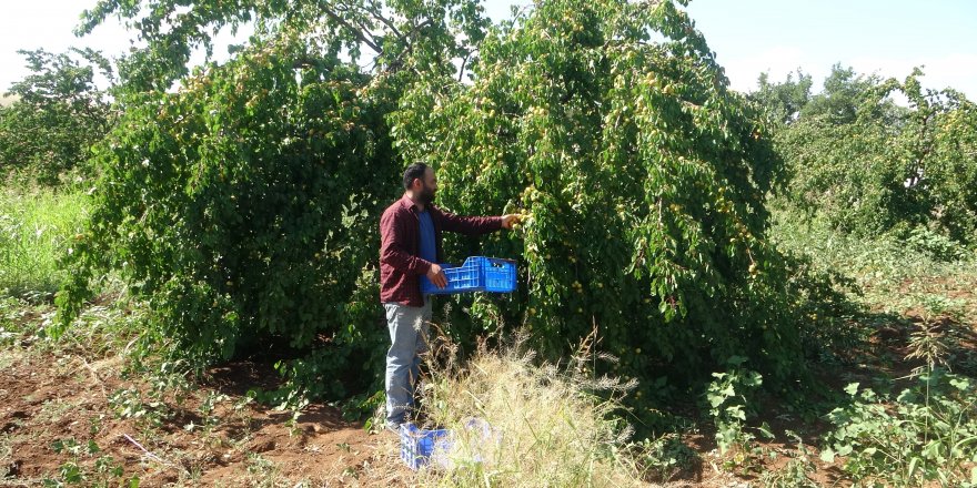 Yüksek rekolte ile sevinen kayısı üreticisi işçi bulamıyor